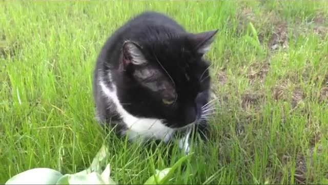 03 Cute and Funny Cat 2021