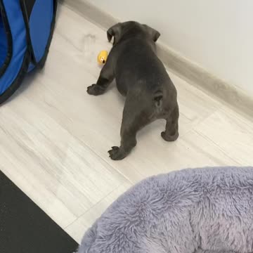 Puppy playing with a duck