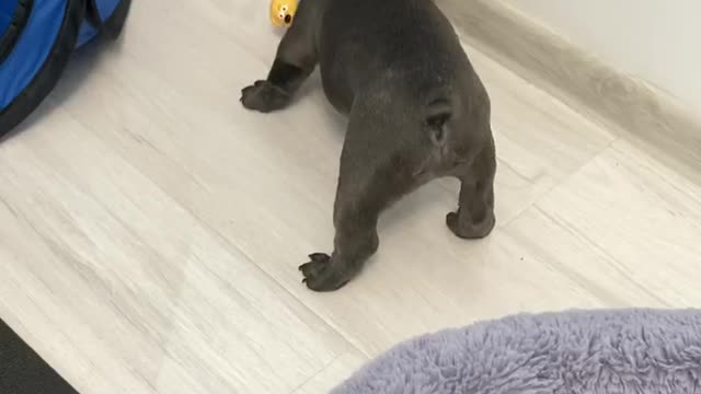 Puppy playing with a duck