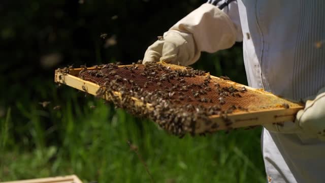 Como se ve un panel de abejas de cerca