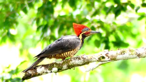 Woodpecker on a Tree Branch