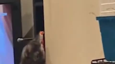 iest Cats Don't try to hold back Laughter Funny Cats Life 02 #shorts