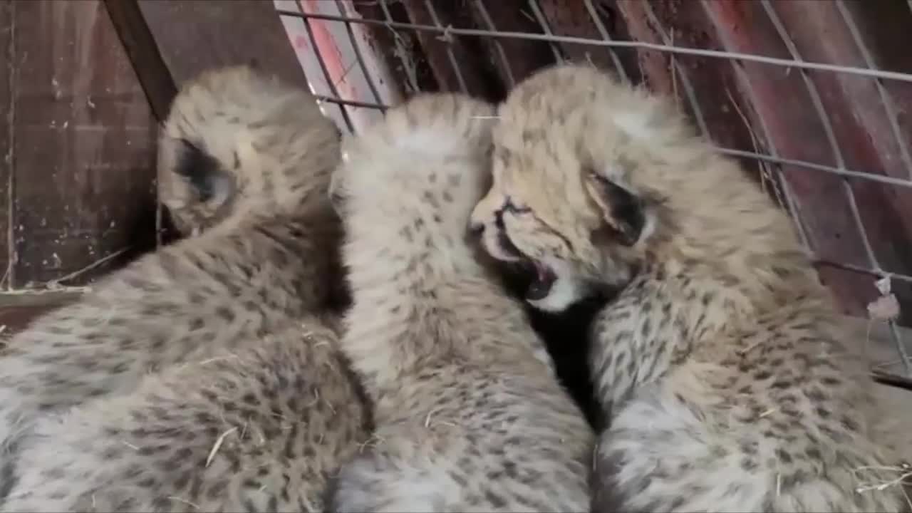 cheetah cubs