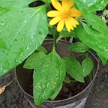 Beautiful Yellow Flowers
