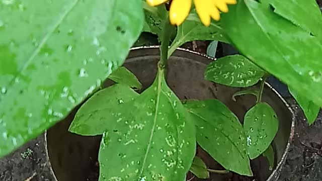 Beautiful Yellow Flowers