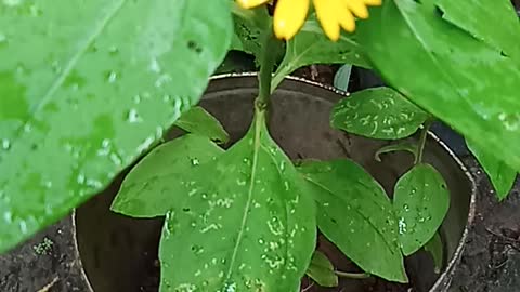 Beautiful Yellow Flowers