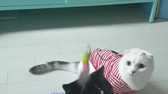 Cats who have fun in couple t-shirts.