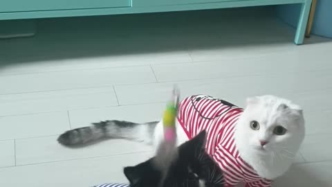 Cats who have fun in couple t-shirts.