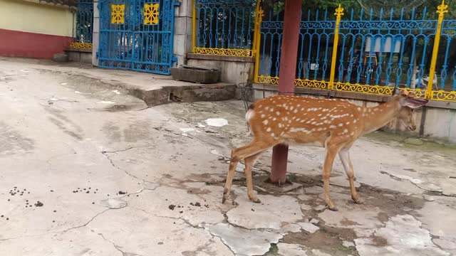 This elegant sika deer, it lost its horn.