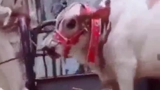 2 Cow Funny Video 2021