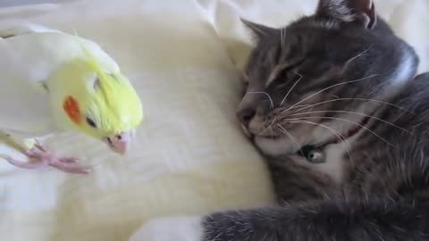 Bird preening cats whiskers