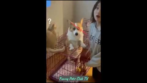 Funny Animal Videos 🤣 Funniest Cats and Dogs Videos 2024 😹🐶#animals #cats #dog #dogsvideos