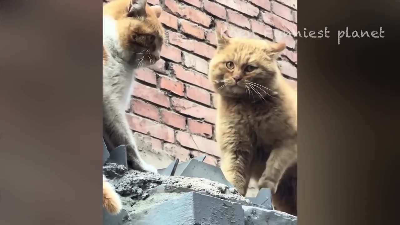 Funny Dogs And Cats Videos 2024 😅 - Best Funniest Animal Videos Of The week