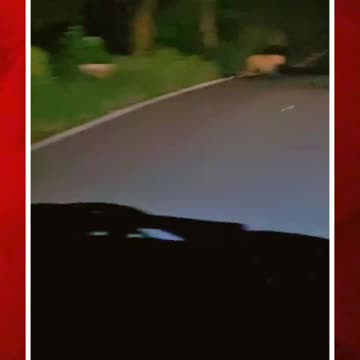 శ్రీశైలం-HYD హైవేపై చిరుత ప్రత్యక్షం #short #cheetah #srisahyderabadhighway | FBTV NEWS