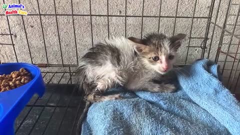 Poor Kitten was trapped in Sticky Glue From a Mouse Trap Crying very loudly to ask for help