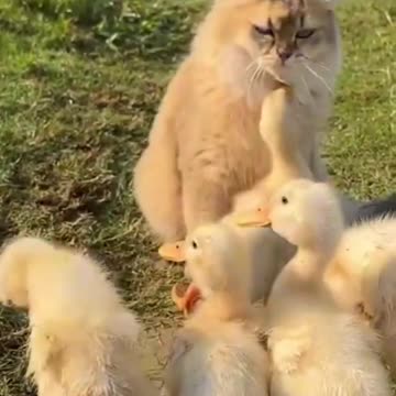 cat and duckling are always together