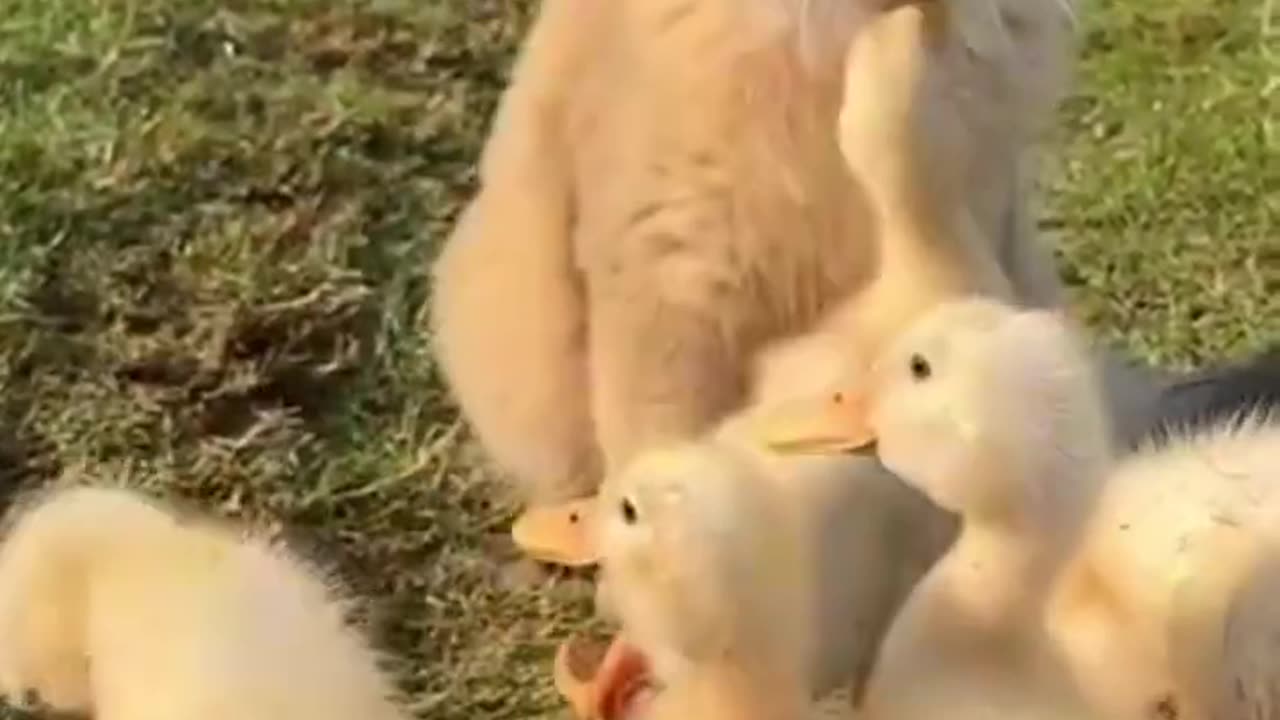 cat and duckling are always together