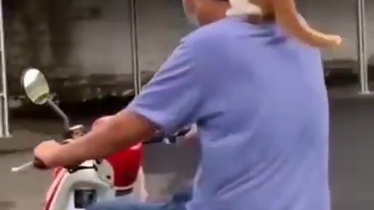funny video