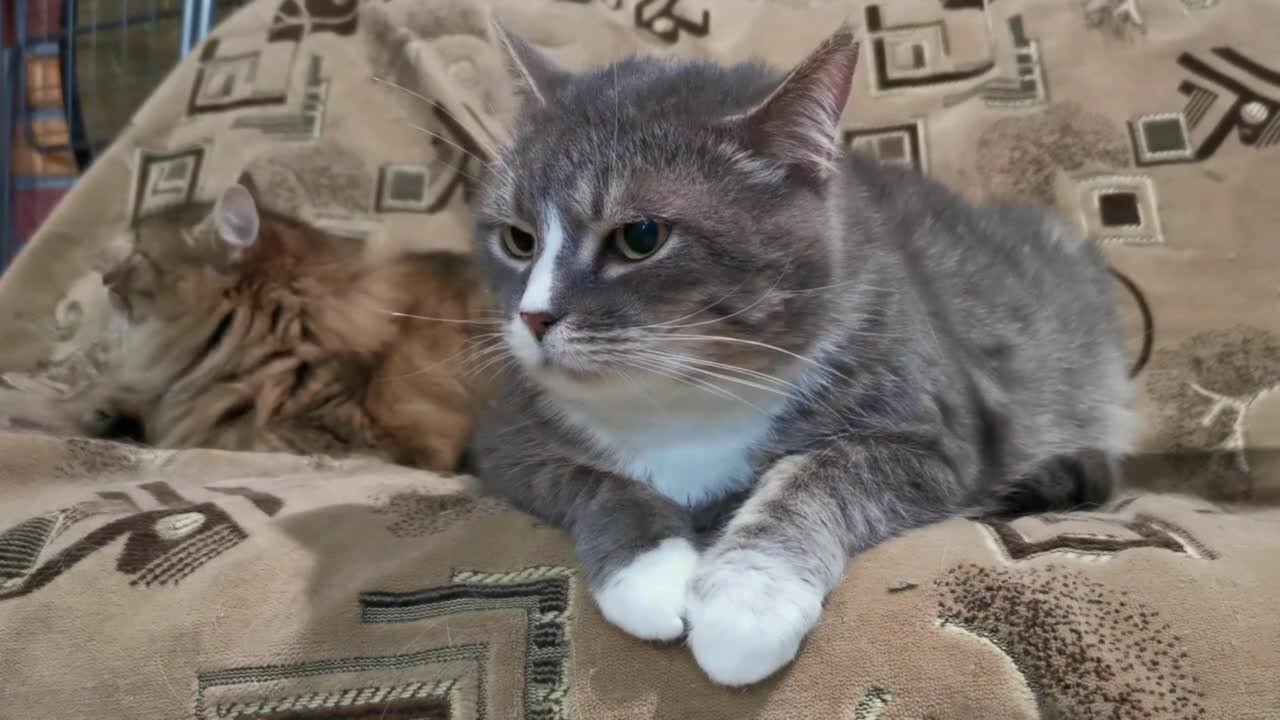 Pet Cats Resting On The Living Room Sofa