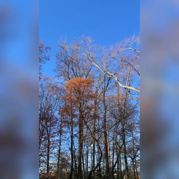 Giant Gathering Of Birds -Morning Meeting