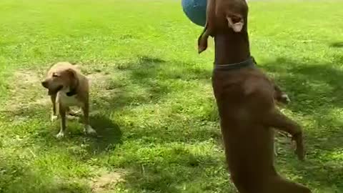 This Crazy Dog Loves To Swing On The Rope