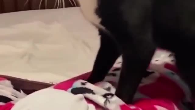 Beautiful masseuse cat