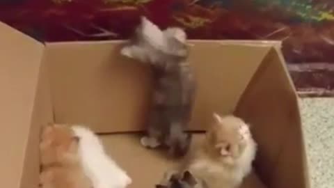 A box full of kittens