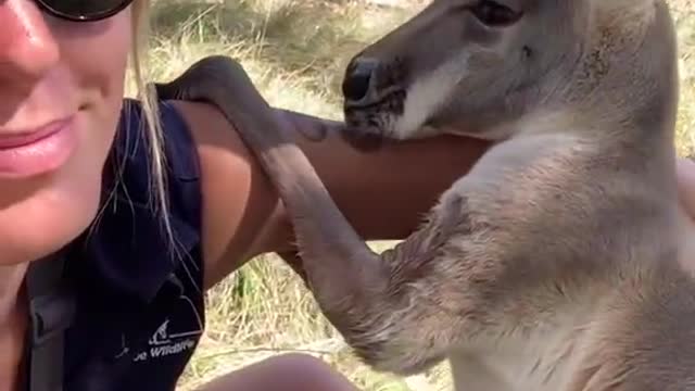 The kangaroo would be embarrassed to kiss him like that