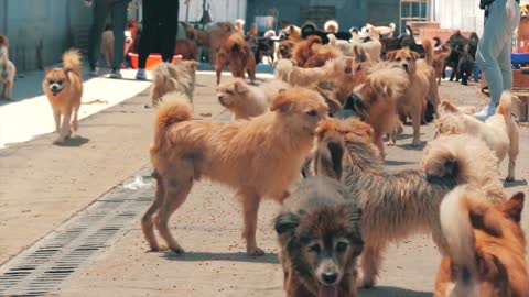 Dogs of all species are playing together