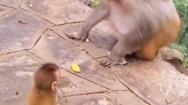 See This Crazy monkey hitting and rejecting the friend baby.