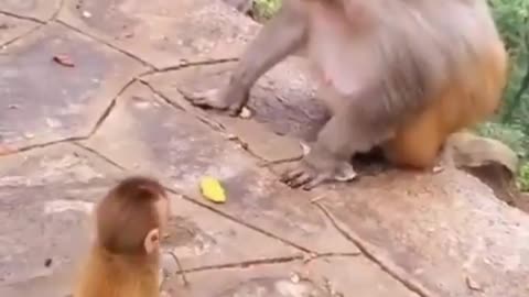 See This Crazy monkey hitting and rejecting the friend baby.