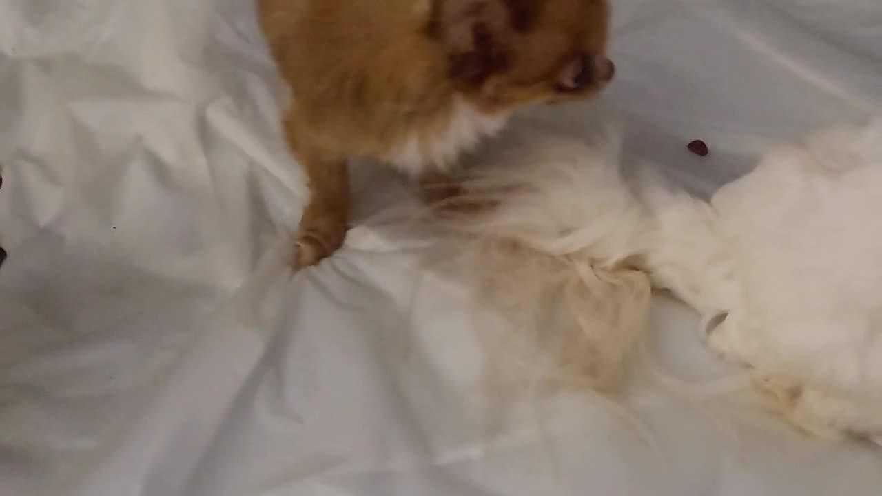 Micro Chihuahua birthday part 1