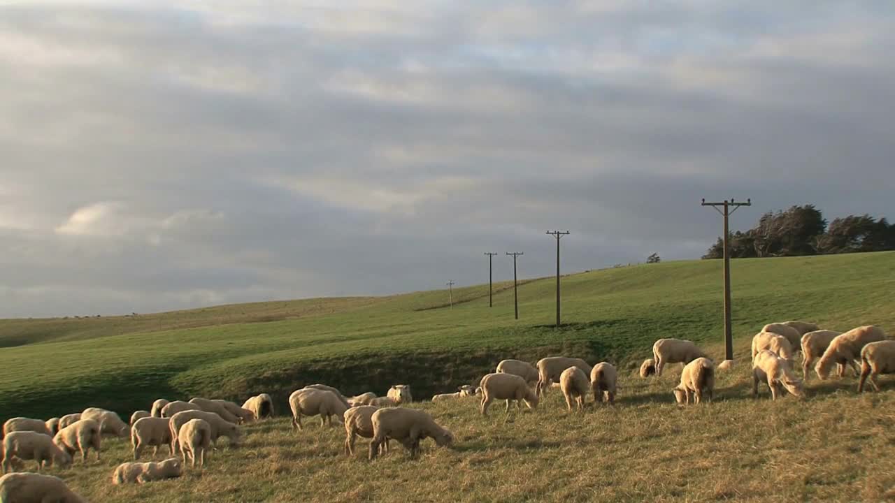 Sheeps at the Catlins in New Zealand