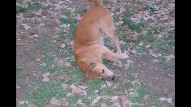 New Guinea singing dog - Video Learning - WizScience.com