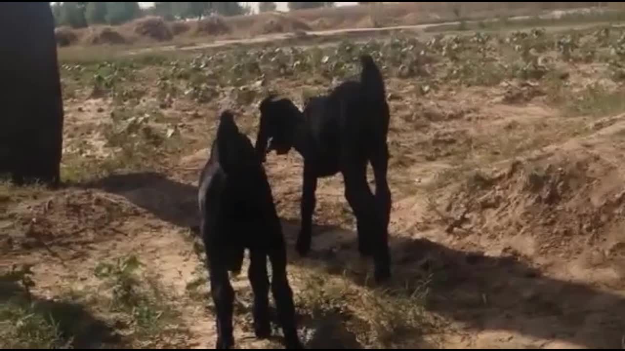 two pure black Baby goat