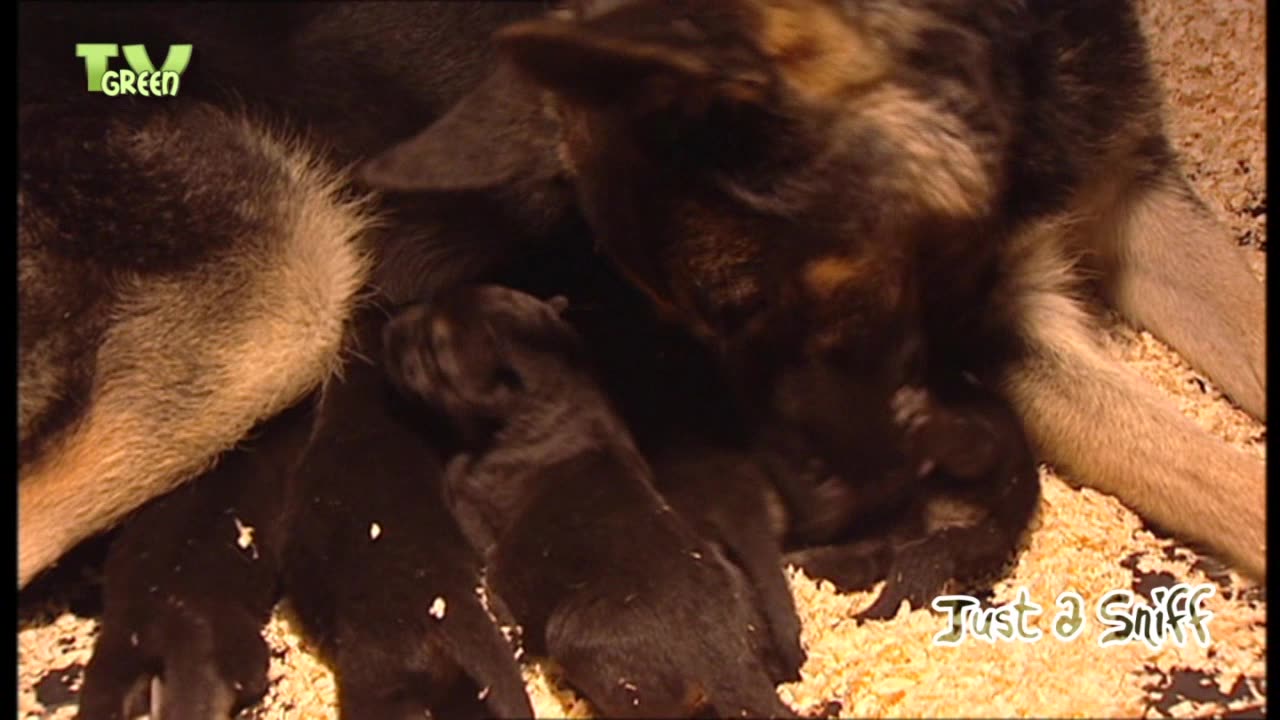 German Shepherd & pups