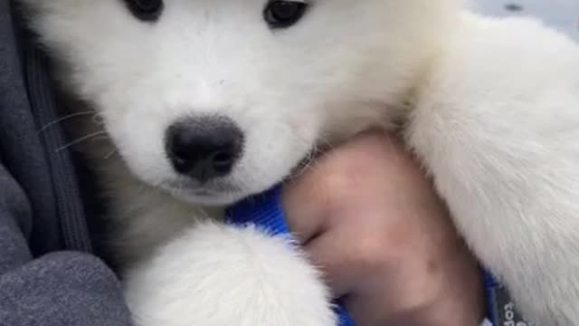 Cute puppies and one is in human cloths..