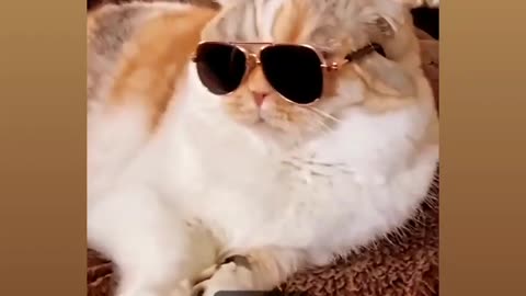 Attitude gogle cat 😎