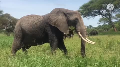 Elephants Eating Grass