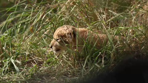 The Lion Cubs Appear