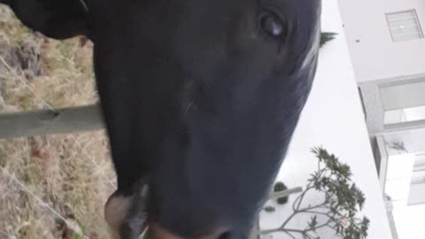 Little kid feeds huge cow
