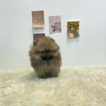 The little brown dog plays with the owner of the house in a funny way