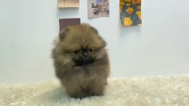 The little brown dog plays with the owner of the house in a funny way