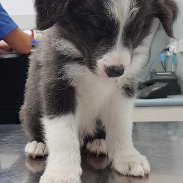 Sleepy cute puppy - cuteness overloaded