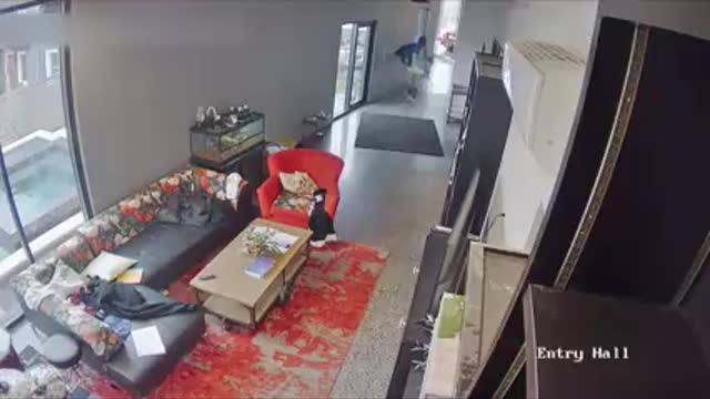 Great Dane Fights Off Intruder During Home Robbery _ An Animal Saved My Life