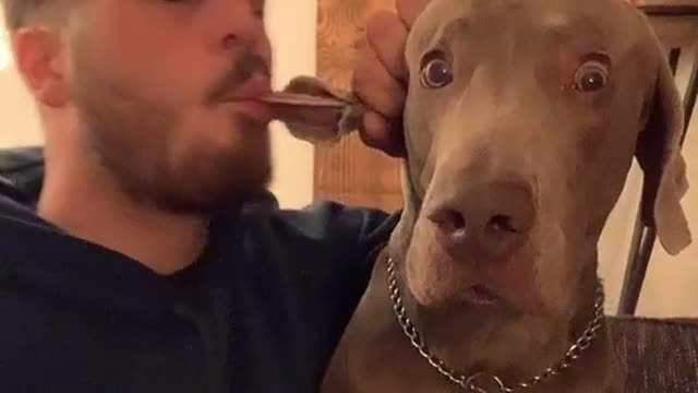 dog funny #shorts 2022🐕🐕🐕🐕🐕🐕🐕🐕🐕🐕🐕🐕🐕