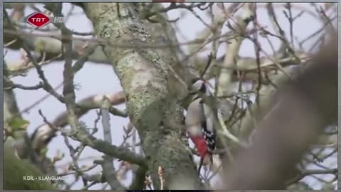 Woodpecker gone mad