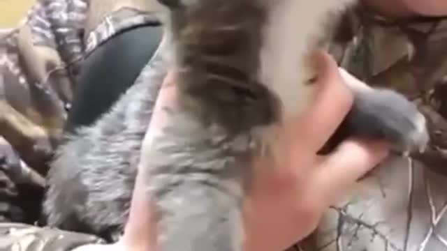 The wolf cub howls for the first time in his life.