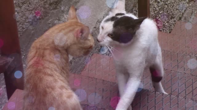 AMAZING!!! VIDEO OF CAT MAKING LOVE ON THE STAIRS