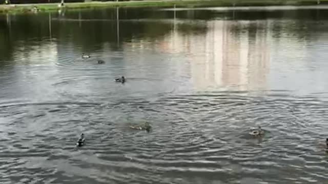 ducks swimming in the pond